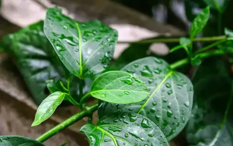 Feuilles vertes et humides de gymnema sylvestre, parsemées de gouttes de pluie.