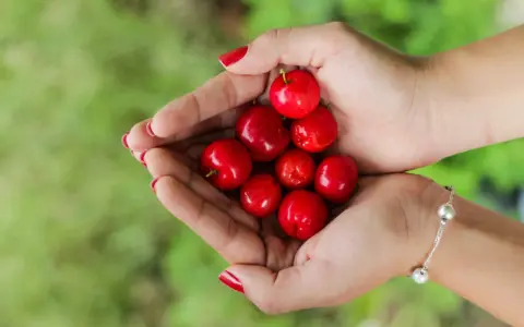 Mains tenant des cerises rouges vives, rappelant les nombreux acerola bienfaits pour la santé.