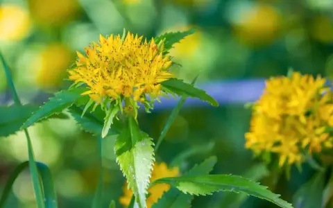 Fleur jaune de rhodiola, aux feuilles dentelées. Attention, certaines espèces peuvent présenter un danger.