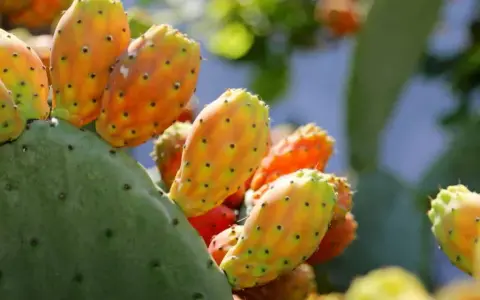Poires de nopal mûres, aux couleurs vives, prêtes à révéler leurs bienfaits.