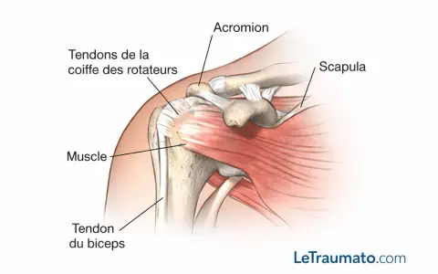 Anatomie de l'épaule montrant les tendons de la coiffe des rotateurs, le muscle, le tendon du biceps, l'acromion et la scapula.