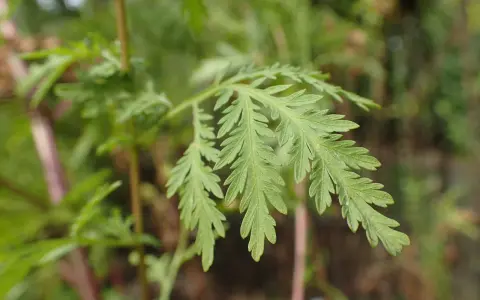 Feuilles découpées d'Artemisia annua, plante aux nombreux bienfaits.