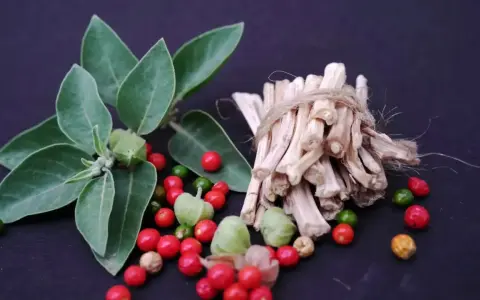Plante d'ashwagandha avec ses baies rouges et vertes, et des racines séchées. L'ashwagandha bienfaits homme pour la vitalité.