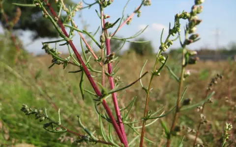 Plante d'armoise aux tiges rouges et fines feuilles vertes, évoquant ses nombreux bienfaits pour la santé.
