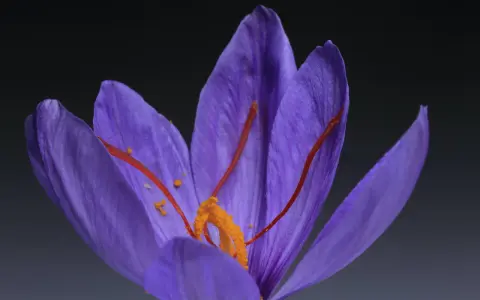 Gros plan sur un crocus violet, ses stigmates orangés rappelant les safran effets secondaires.