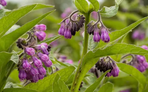 Fleurs de consoude violettes pendantes, aux feuilles vertes velues. La consoude est connue pour ses nombreux bienfaits.