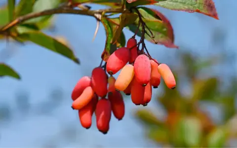 Grappe de baies rouges et orangées, rappelant les bienfaits de la berbérine.