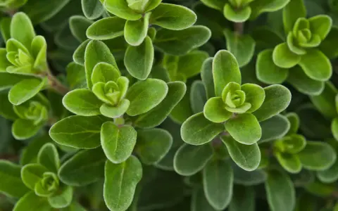 Gros plan sur des feuilles de marjolaine vertes et veloutées, évoquant ses nombreux bienfaits pour la santé et la cuisine.