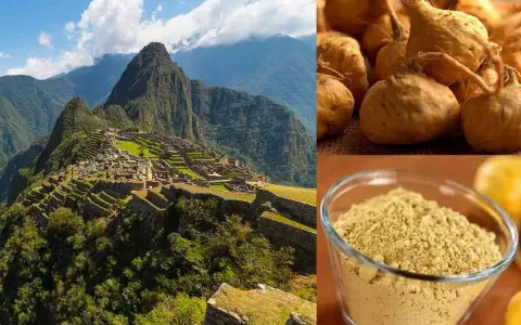 Machu Picchu, berceau du maca, une plante aux racines nutritives et à la poudre dorée, symbole de force andine.