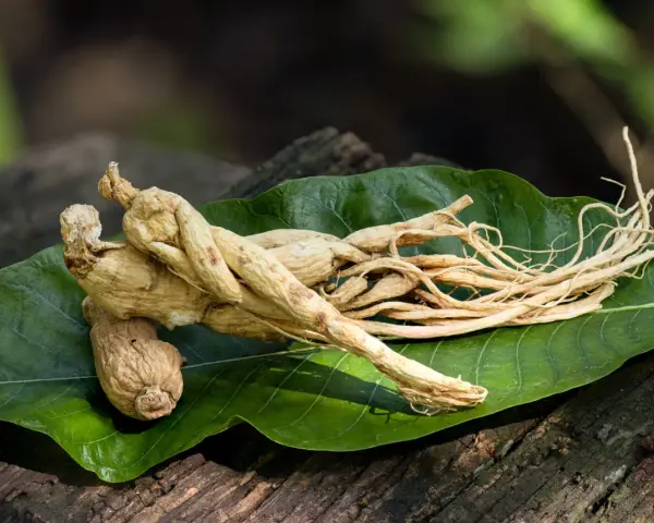 Racines de ginseng séchées sur une feuille verte, évoquant un ginseng effet immédiat pour la vitalité.