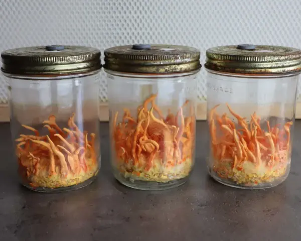 Trois bocaux en verre contiennent des cordyceps orange vif, prêts à révéler leurs bienfaits.