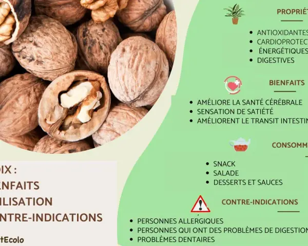 Gros plan sur des noix, mettant en avant leurs nombreux bienfaits : antioxydantes, cardioprotectrices, énergétiques et digestives. Elles améliorent la santé cérébrale et le transit intestinal.