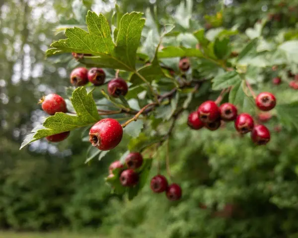 Grappe de fruits rouges d'aubépine, connus pour leurs bienfaits pour la santé. Les baies sont mûres sur la branche feuillue.
