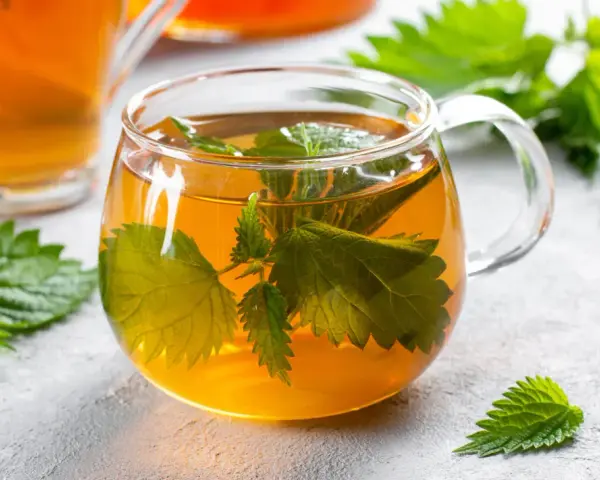 Une tasse de tisane d'ortie, aux feuilles vertes infusées dans un liquide ambré. Attention, la tisane ortie danger peut survenir si mal préparée.