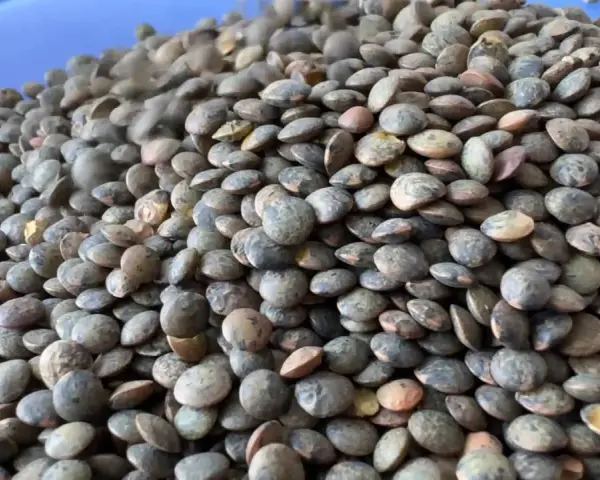 Un tas de lentilles vertes, prêtes à être cuisinées pour profiter de leurs nombreux bienfaits.