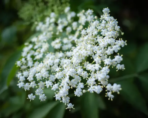 Gros plan sur des grappes de fleurs de sureau blanches et délicates, leurs petites étoiles jaunes au centre se détachant sur un fond vert sombre.