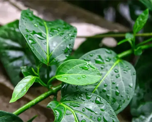 Feuilles vertes et humides de gymnema sylvestre, parsemées de gouttes de pluie.
