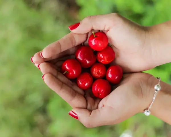 Mains tenant des cerises rouges vives, rappelant les nombreux acerola bienfaits pour la santé.