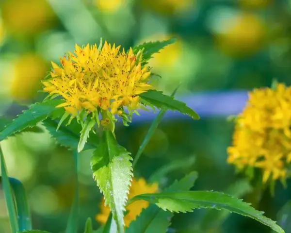 Fleur jaune de rhodiola, aux feuilles dentelées. Attention, certaines espèces peuvent présenter un danger.