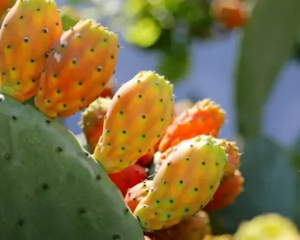 Poires de nopal mûres, aux couleurs vives, prêtes à révéler leurs bienfaits.