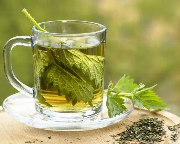 Une tasse de tisane d'ortie, avec des feuilles fraîches et séchées. Peut-on boire de la tisane d'ortie le soir pour une détente naturelle ?