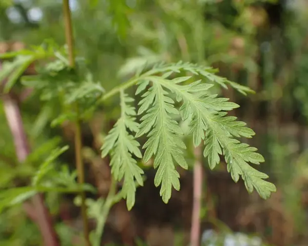 Feuilles découpées d'Artemisia annua, plante aux nombreux bienfaits.