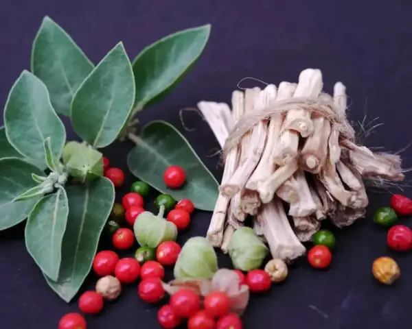 Plante d'ashwagandha avec ses baies rouges et vertes, et des racines séchées. L'ashwagandha bienfaits homme pour la vitalité.