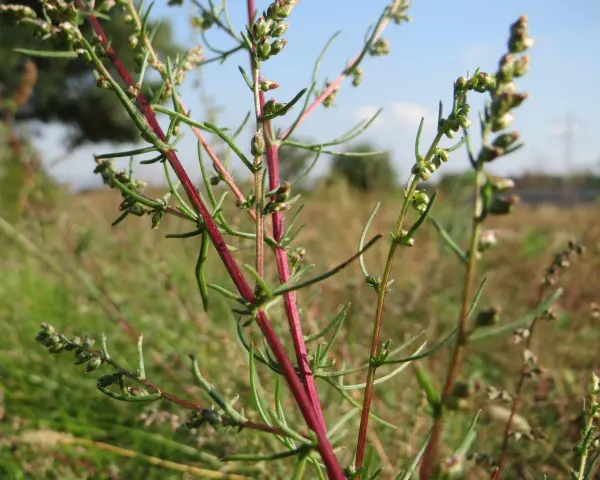 Plante d'armoise aux tiges rouges et fines feuilles vertes, évoquant ses nombreux bienfaits pour la santé.