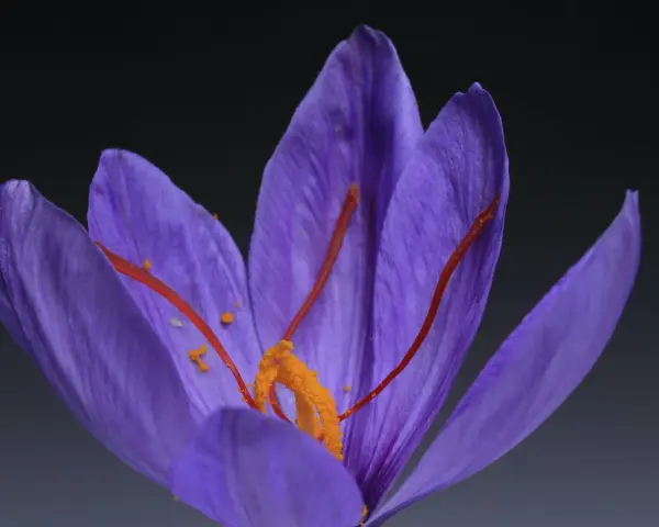 Gros plan sur un crocus violet, ses stigmates orangés rappelant les safran effets secondaires.