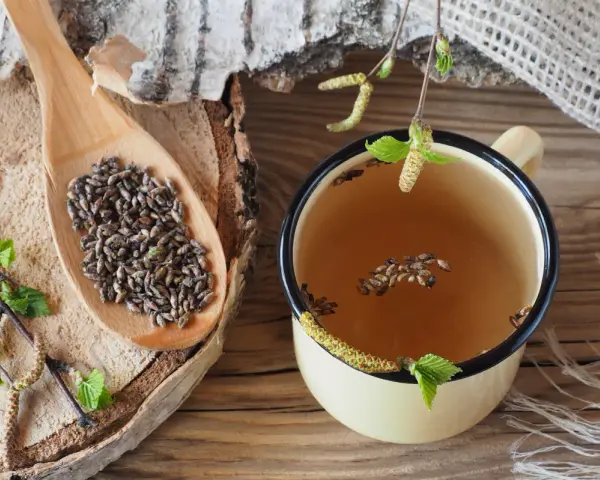 Infusion de bourgeons de bouleau, un remède naturel pour un vermifuge humain naturel.