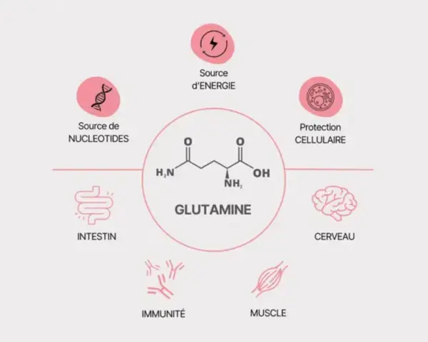 Schéma illustrant les multiples bienfaits de la glutamine : source d'énergie, protection cellulaire, soutien intestinal, immunitaire, musculaire et cérébral.