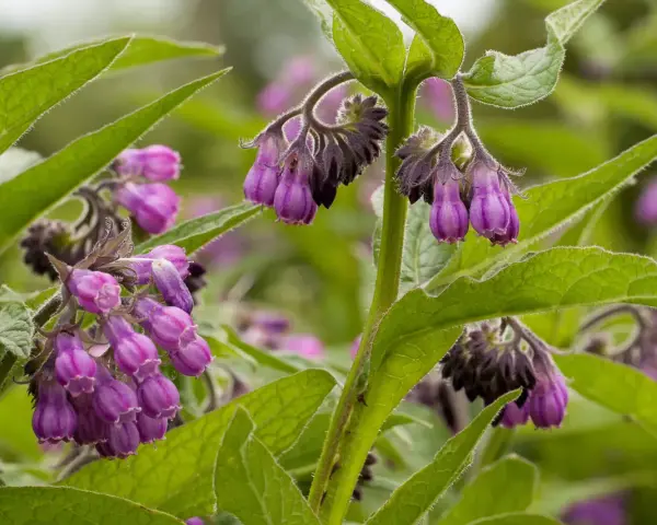Fleurs de consoude violettes pendantes, aux feuilles vertes velues. La consoude est connue pour ses nombreux bienfaits.