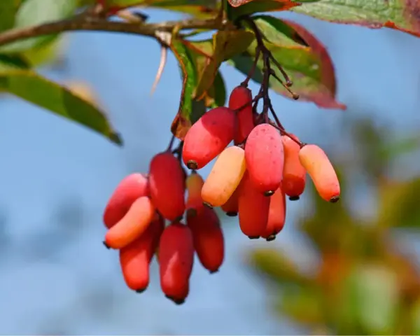 Grappe de baies rouges et orangées, rappelant les bienfaits de la berbérine.