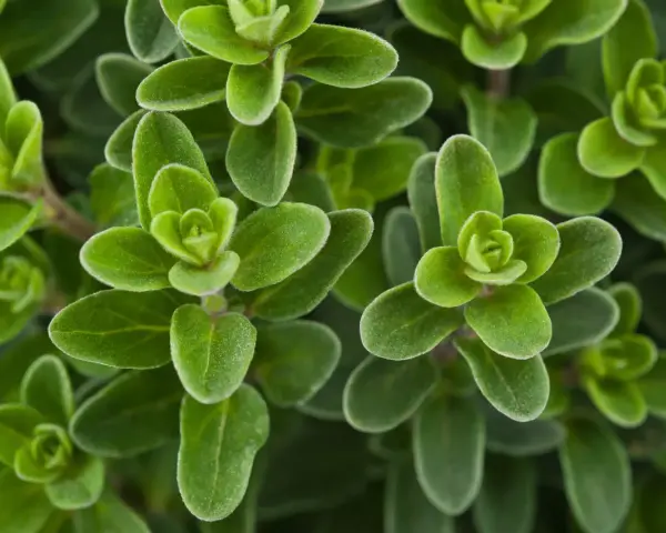 Gros plan sur des feuilles de marjolaine vertes et veloutées, évoquant ses nombreux bienfaits pour la santé et la cuisine.