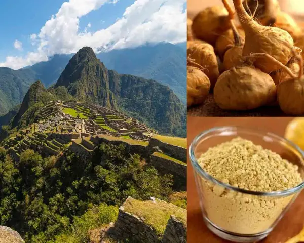 Machu Picchu, berceau du maca, une plante aux racines nutritives et à la poudre dorée, symbole de force andine.