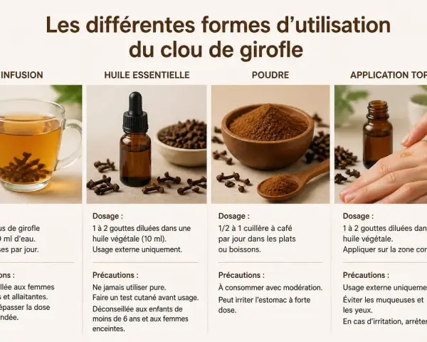 Une tasse d'infusion clou de girofle, aux côtés d'autres formes d'utilisation : huile essentielle, poudre et application topique.