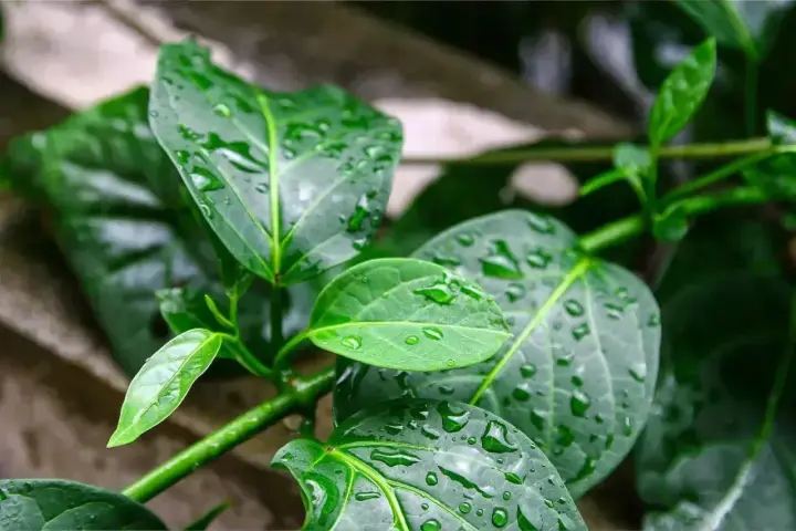 Feuilles vertes et humides de gymnema sylvestre, parsemées de gouttes de pluie.