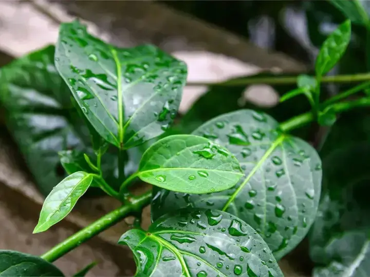 Feuilles vertes et humides de gymnema sylvestre, parsemées de gouttes de pluie.