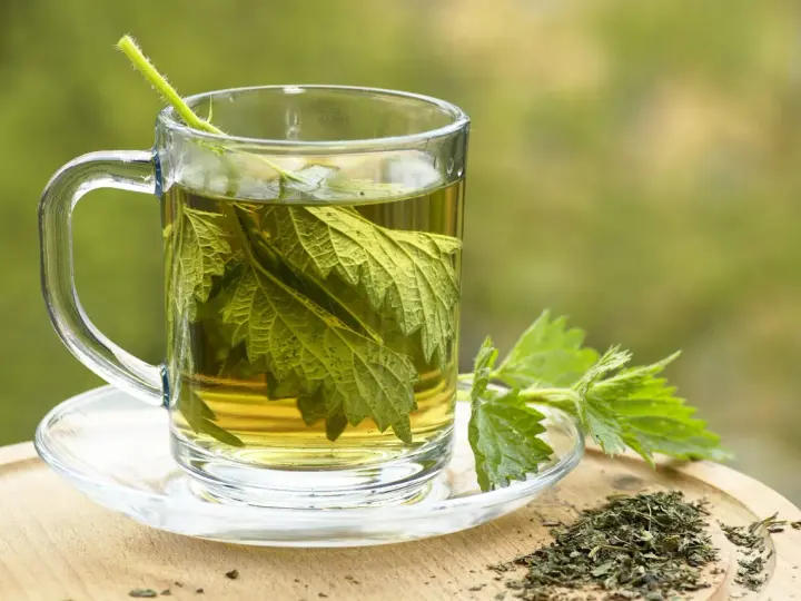 Une tasse de tisane d'ortie, avec des feuilles fraîches et séchées. Peut-on boire de la tisane d'ortie le soir pour une détente naturelle ?
