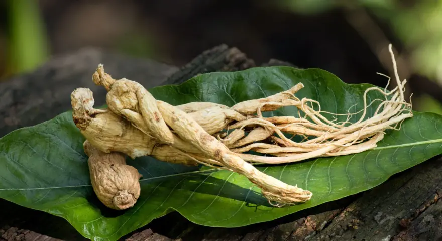 Racines de ginseng séchées sur une feuille verte, évoquant un ginseng effet immédiat pour la vitalité.