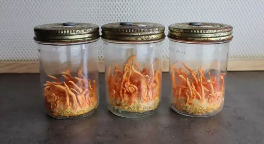 Trois bocaux en verre contiennent des cordyceps orange vif, prêts à révéler leurs bienfaits.