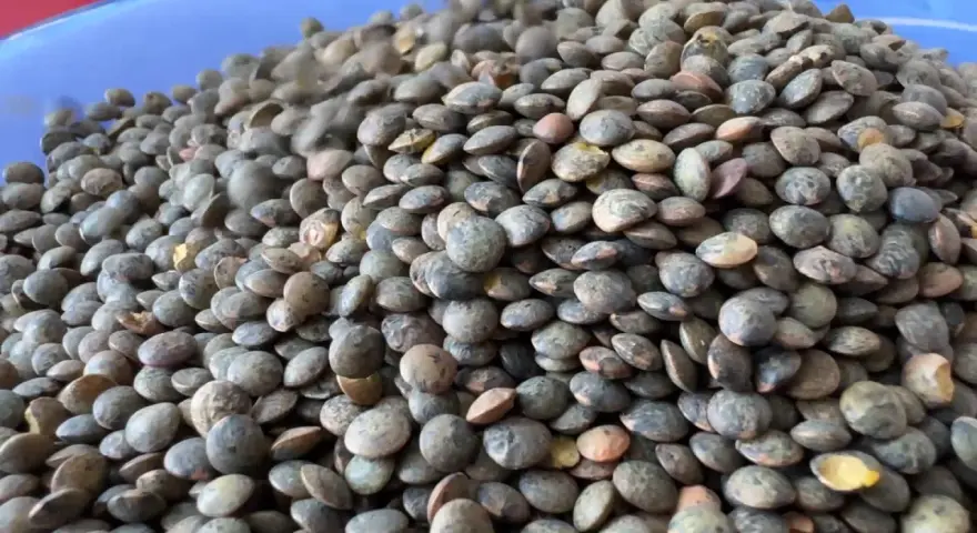 Un tas de lentilles vertes, prêtes à être cuisinées pour profiter de leurs nombreux bienfaits.
