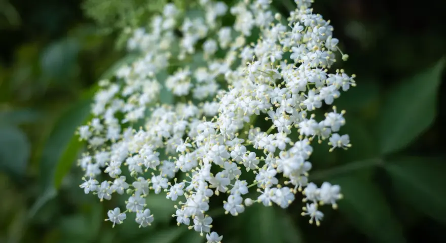Gros plan sur des grappes de fleurs de sureau blanches et délicates, leurs petites étoiles jaunes au centre se détachant sur un fond vert sombre.