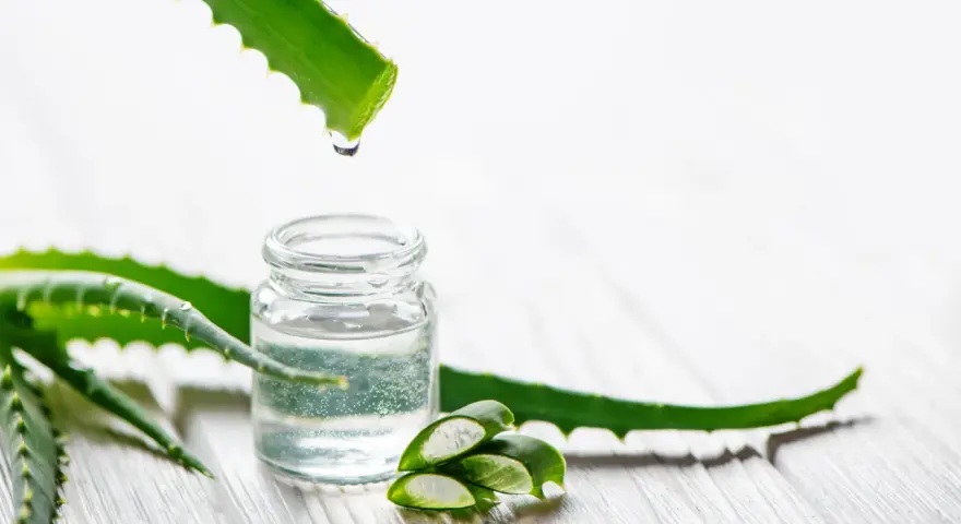 Goutte de gel d'aloe vera tombant dans un petit flacon, entouré de feuilles d'aloe vera coupées.