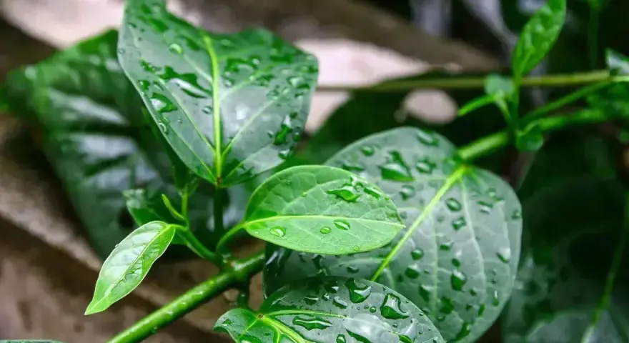 Feuilles vertes et humides de gymnema sylvestre, parsemées de gouttes de pluie.