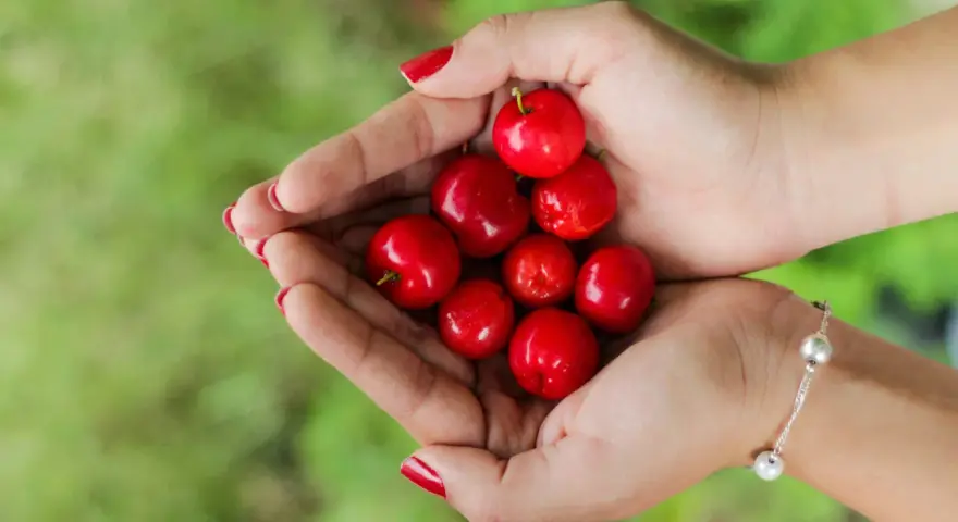 Mains tenant des cerises rouges vives, rappelant les nombreux acerola bienfaits pour la santé.