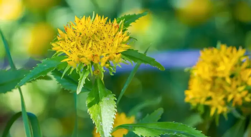 Fleur jaune de rhodiola, aux feuilles dentelées. Attention, certaines espèces peuvent présenter un danger.