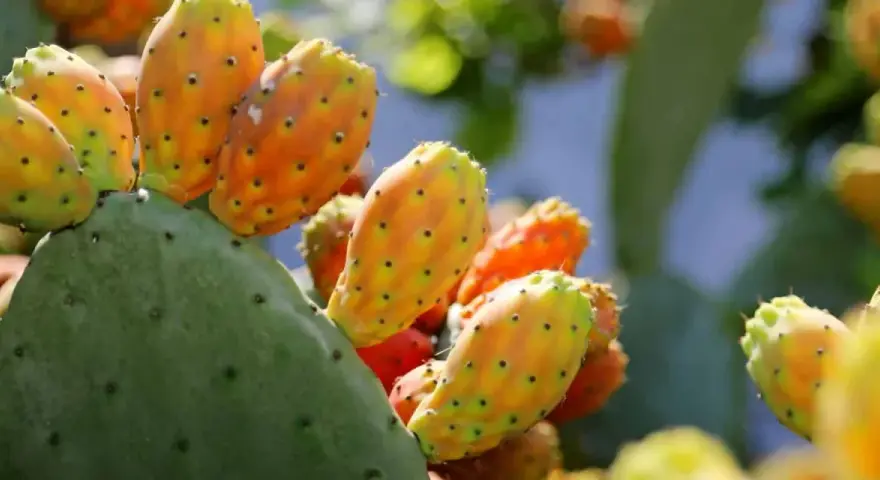 Poires de nopal mûres, aux couleurs vives, prêtes à révéler leurs bienfaits.