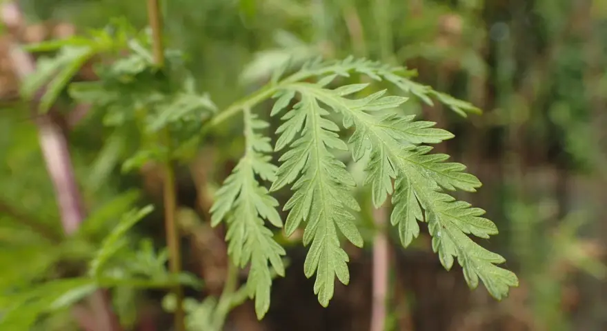Feuilles découpées d'Artemisia annua, plante aux nombreux bienfaits.