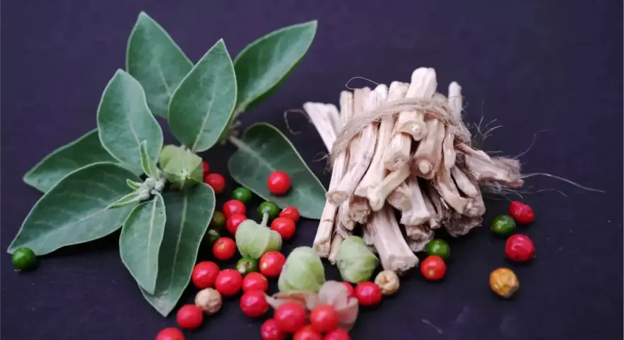 Plante d'ashwagandha avec ses baies rouges et vertes, et des racines séchées. L'ashwagandha bienfaits homme pour la vitalité.